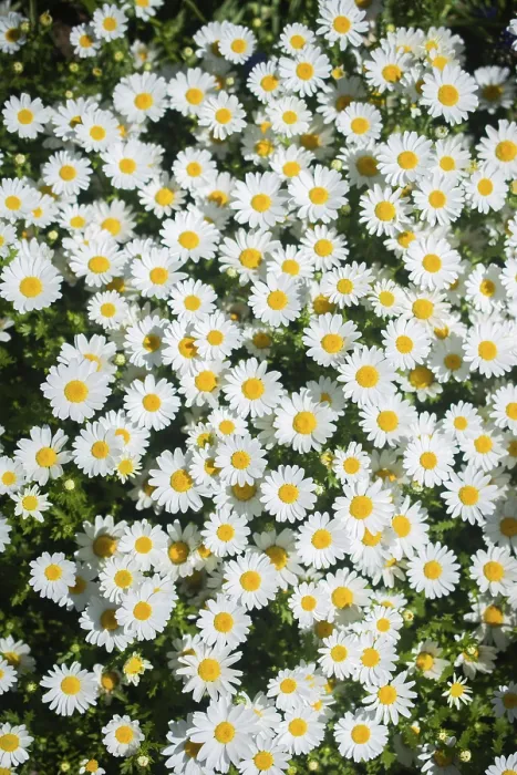 Framed Print : Chamomile field flowers nature scene with blooming chamomilles Framed Print : Chamomile field flowers nature scene with blooming chamomilles