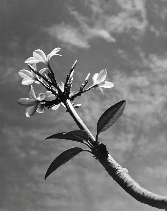 Framed Print : Champak flower, Uttaranchal, India 1940's