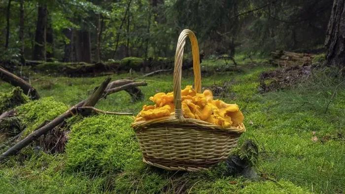 Framed Print : Chanterelle (Cantharellus cibarius)