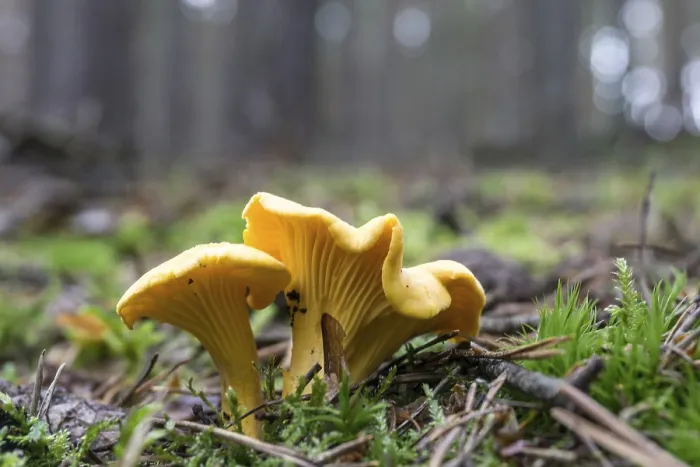 Framed Print : Chanterelle in the pine forest