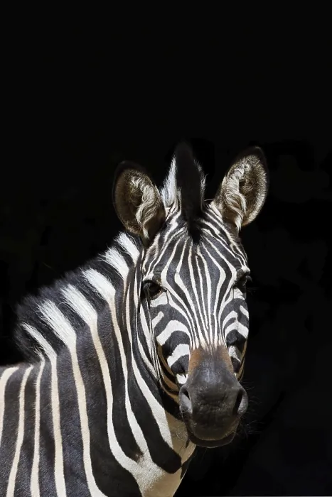 Framed Print : Chapman's plains zebra (Equus quagga chapmani)