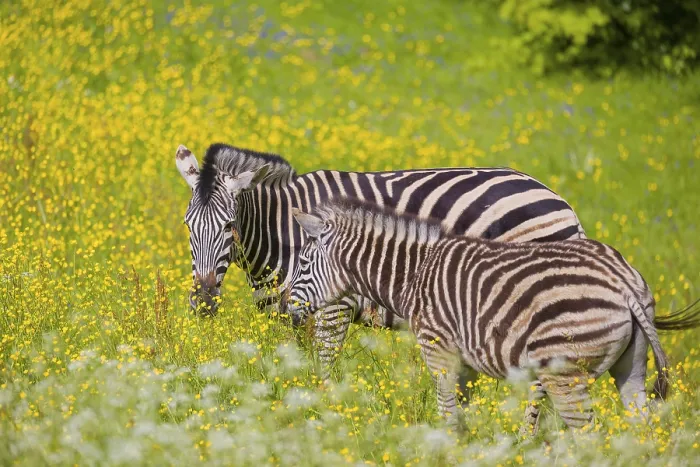 Framed Print : Chapman's zebra (Equus quagga chapmani) grazing on a yellow flowering meadowChapman's zebra (Equus quagga chapmani)