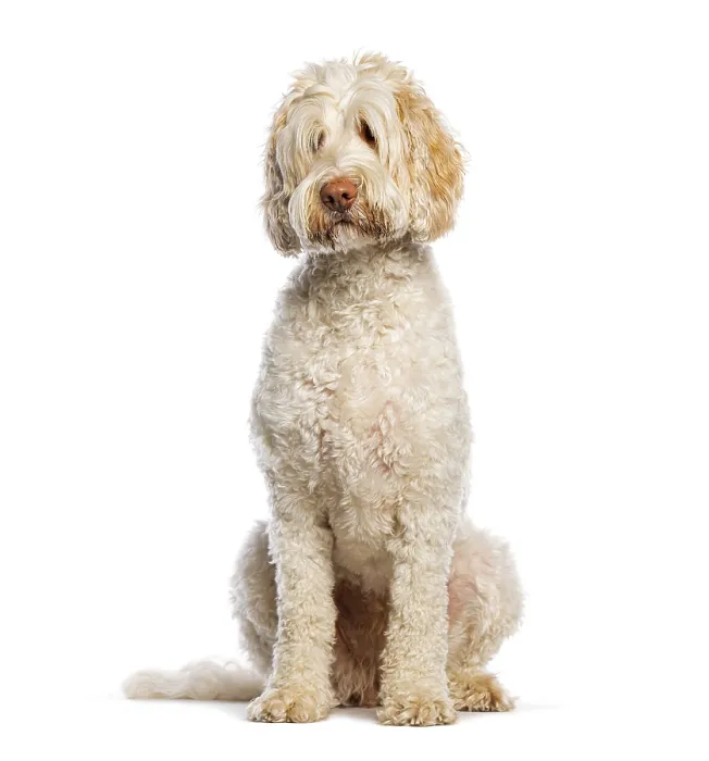 Framed Print : Charming Australian Cobberdog sitting and posing gracefully Framed Print : Charming Australian Cobberdog sitting and posing gracefully