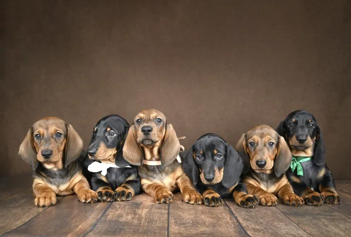 Framed Print : A charming group of small dachshund puppies posed together on a dark background