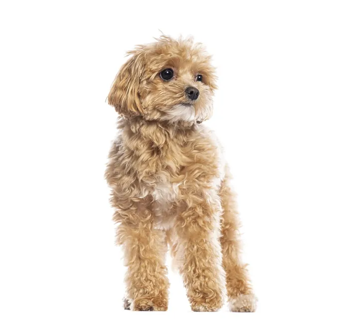 Framed Print : Charming Maltipoo puppy with fluffy apricot fur Framed Print : Charming Maltipoo puppy with fluffy apricot fur