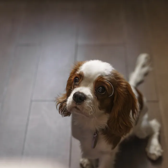 Framed Print : This is a charming puppy who has a curious and lively expression