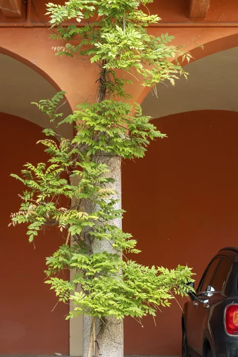 Framed Print : The charming tree growing along side of the building in a botanical setting a beautiful display of nature in an urban Framed Print : The charming tree growing along side of the building in a botanical setting a beautiful display of nature in an urban