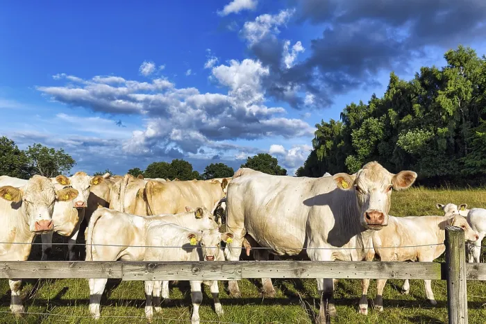 Framed Print : Charolais cattle (Bos primigenius taurus)