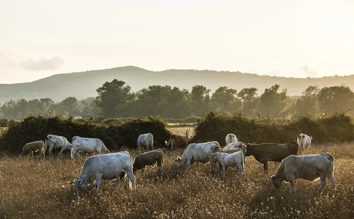 Framed Print : Charolais cattle in a pasture, evening light