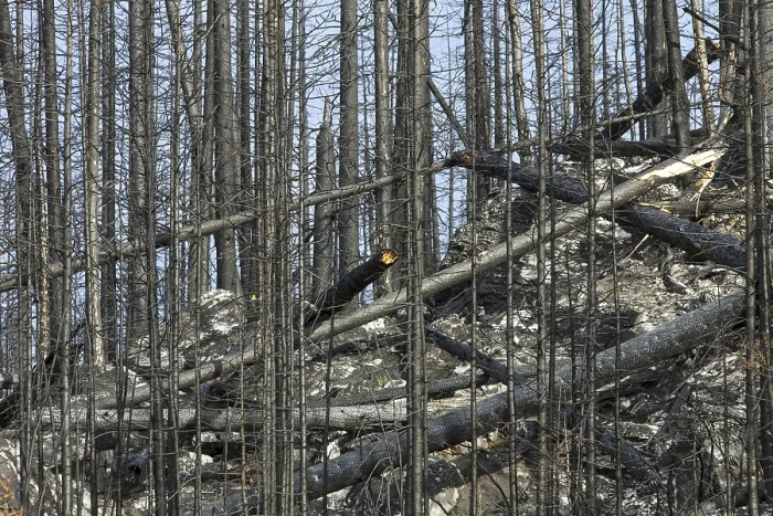 Framed Print : Charred tree trunks burned by forest fire Framed Print : Charred tree trunks burned by forest fire