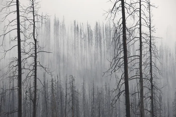 Framed Print : Charred tree trunks burned by forest in the mist