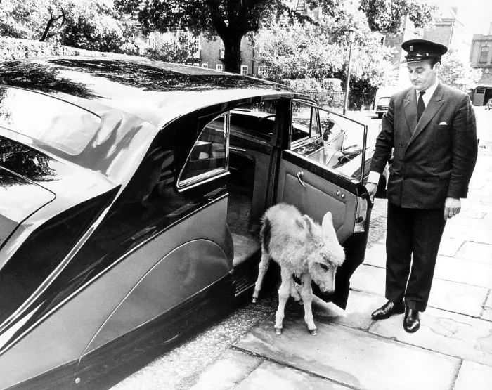 Framed Print : Chauffeur opens the car door for donkeys Framed Print : Chauffeur opens the car door for donkeys