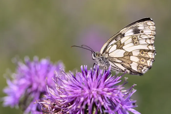 Framed Print : Checkerboard - Melanargia galathea uses its proboscis to suck nectar from the flower of a scabious (Melanargia galathea) Framed Print : Checkerboard - Melanargia galathea uses its proboscis to suck nectar from the flower of a scabious (Melanargia galathea)