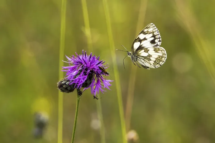 Framed Print : Checkered butterfly (Melanargia galathea) approaching brown knapweed (Centaurea jacea)