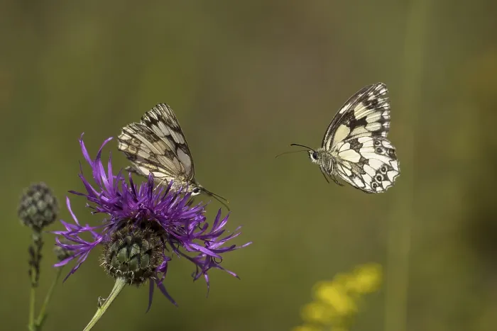 Framed Print : Checkered butterfly (Melanargia galathea) approaching brown knapweed (Centaurea jacea) Framed Print : Checkered butterfly (Melanargia galathea) approaching brown knapweed (Centaurea jacea)