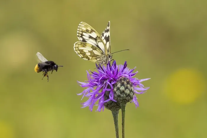 Framed Print : Checkered butterfly (Melanargia galathea) on brown knapweed (Centaurea jacea)