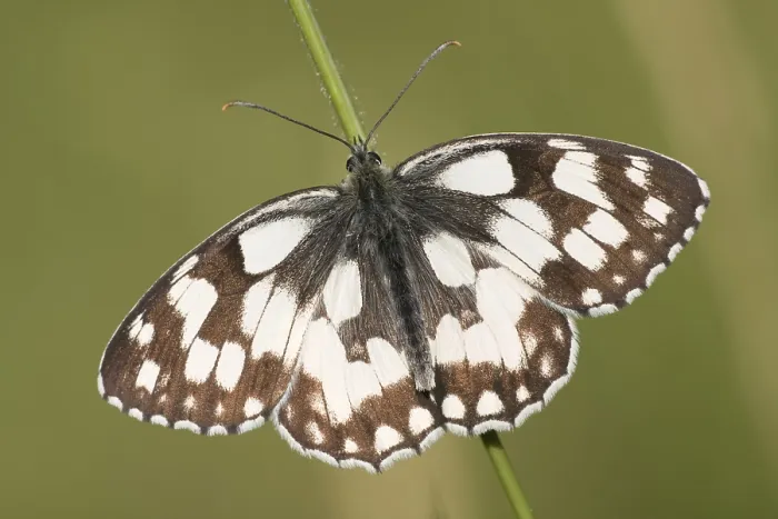 Framed Print : Checkerspot butterfly (Melanargia galathea)