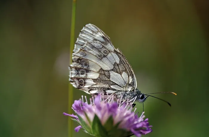 Framed Print : Checkerspot butterfly (Melanargia galathea)