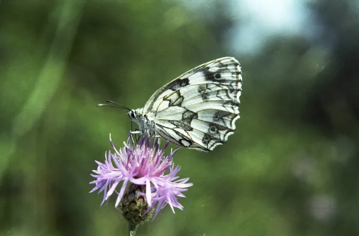 Framed Print : Checkerspot butterfly (Melanargia galathea)