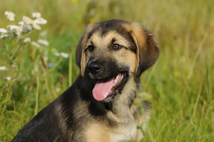 Framed Print : A cheerful puppy with open mouth sitting on a green meadow Framed Print : A cheerful puppy with open mouth sitting on a green meadow
