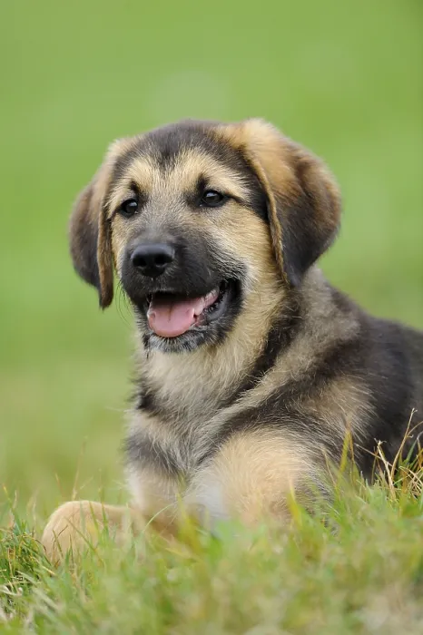 Framed Print : A cheerfully smiling puppy lies in the grass in front of a blurred background