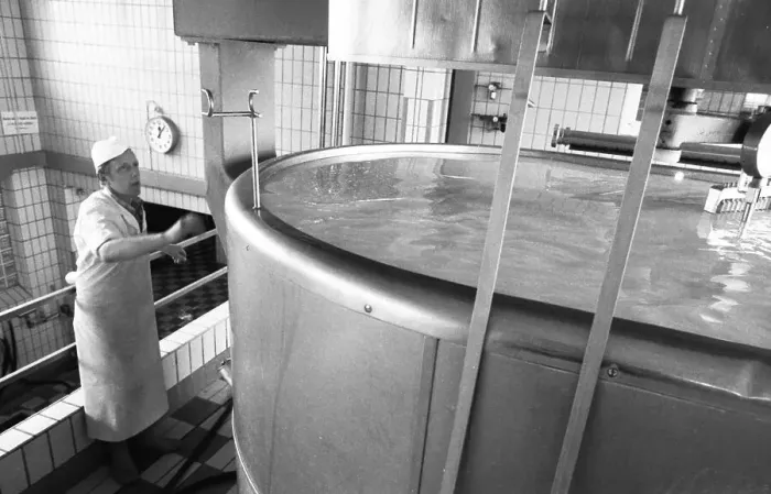Framed Print : Cheese production at the Westmilch company on 22