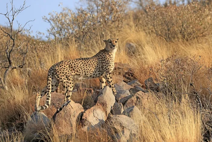 Framed Print : Cheetah (Acinonyx jubatus), adult