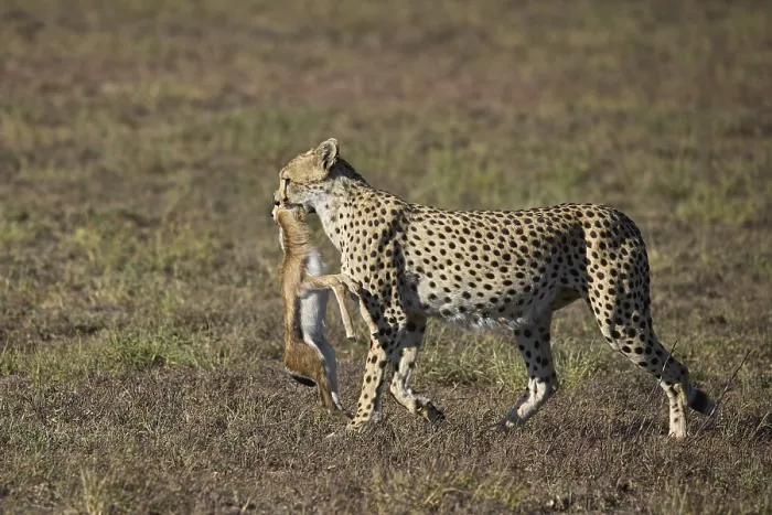 Framed Print : Cheetah (Acinonyx jubatus), adult