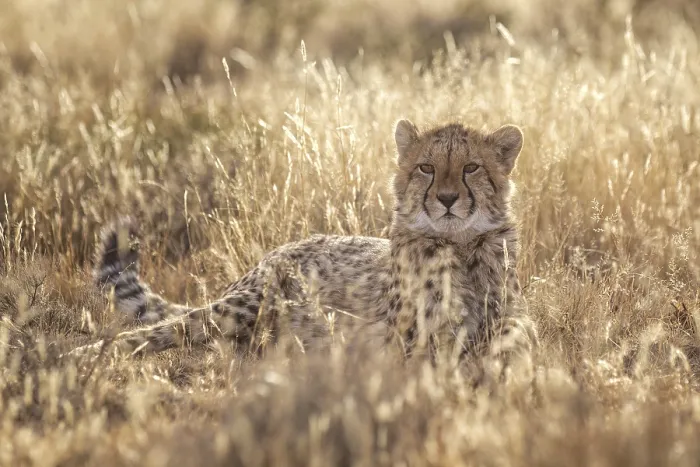 Framed Print : Cheetah (Acinonyx jubatus) adult lying in meadow Framed Print : Cheetah (Acinonyx jubatus) adult lying in meadow