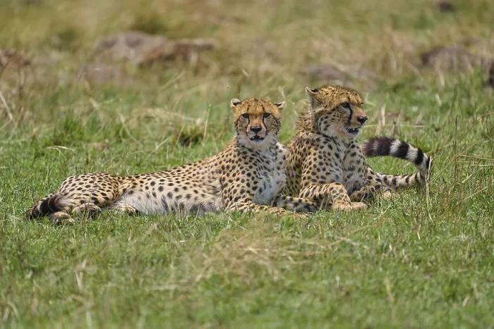 Framed Print : Cheetah (acinonyx jubatus), two animals lying together