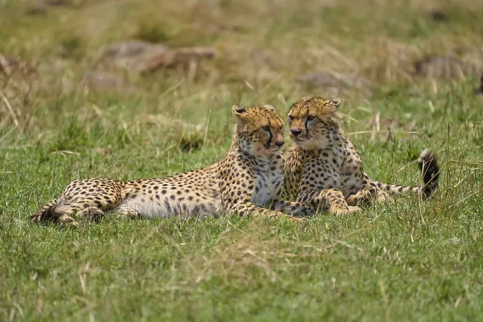 Framed Print : Cheetah (acinonyx jubatus), two animals lying together