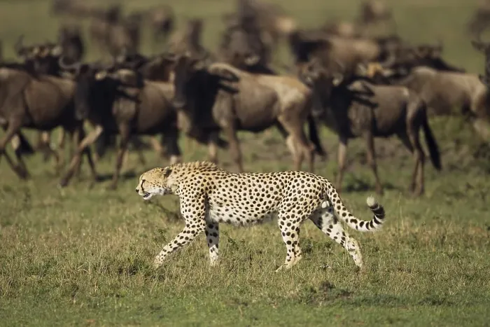 Framed Print : Cheetah (Acinonyx jubatus) in front of Blue Wildebeest (Connochaetes taurinus)