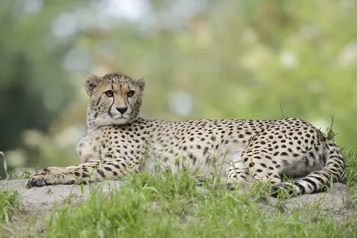 Framed Print : Cheetah (Acinonyx jubatus), captive Framed Print : Cheetah (Acinonyx jubatus), captive