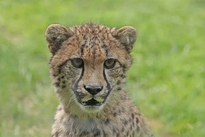 Framed Print : Cheetah (Acinonyx jubatus), captive