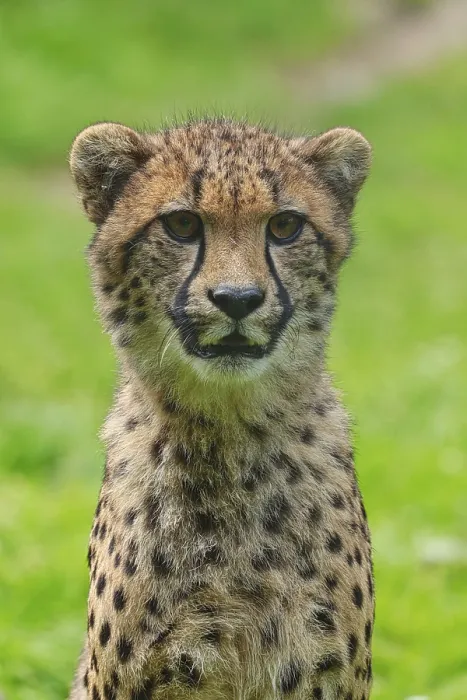 Framed Print : Cheetah (Acinonyx jubatus), captive