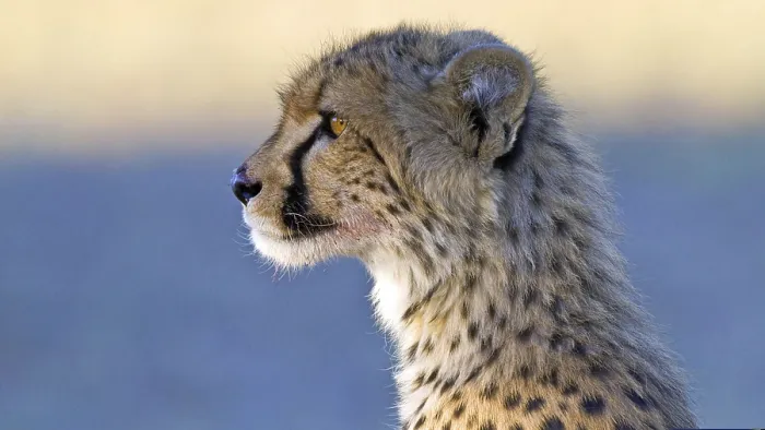 Framed Print : Cheetah, (Acinonyx jubatus), Cheetah