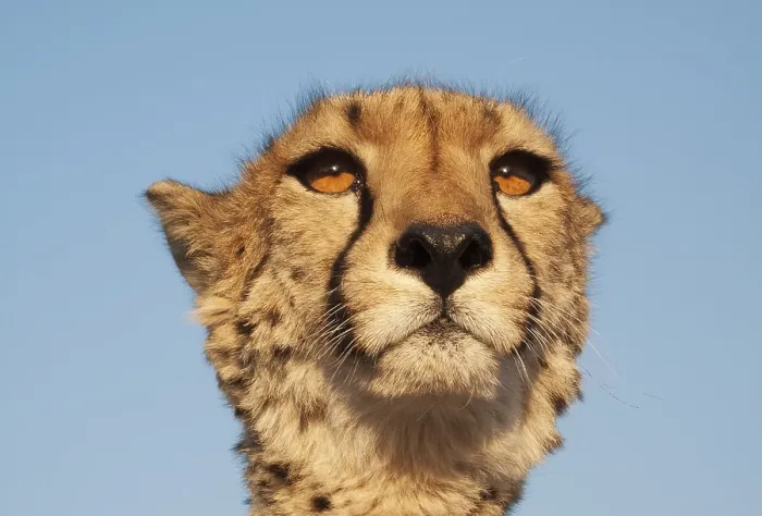 Framed Print : Cheetah (Acinonyx jubatus), female