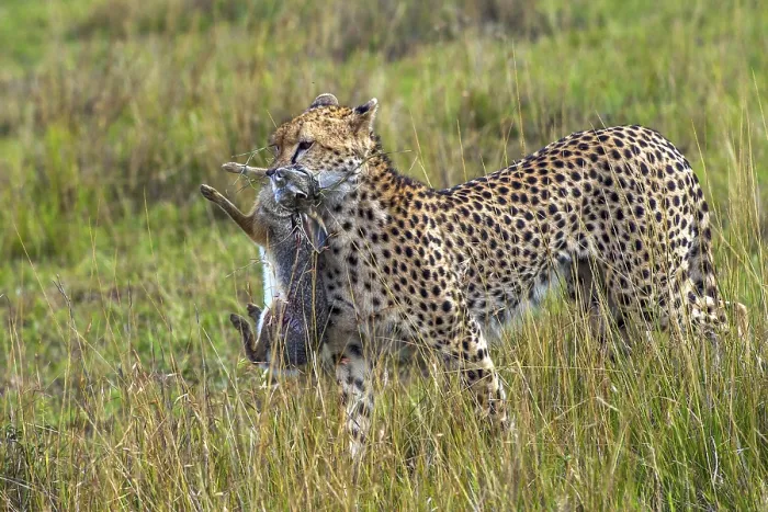 Framed Print : Cheetah (Acinonyx jubatus) with hunting prey