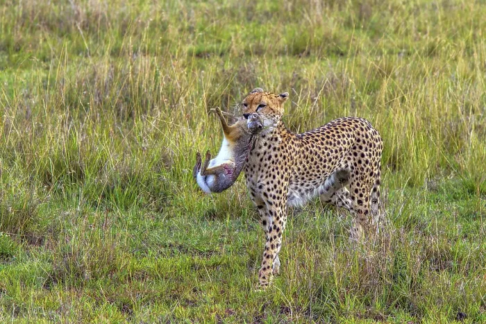 Framed Print : Cheetah (Acinonyx jubatus) with hunting prey Framed Print : Cheetah (Acinonyx jubatus) with hunting prey