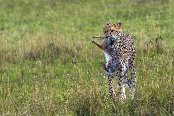 Framed Print : Cheetah (Acinonyx jubatus) with hunting prey Framed Print : Cheetah (Acinonyx jubatus) with hunting prey