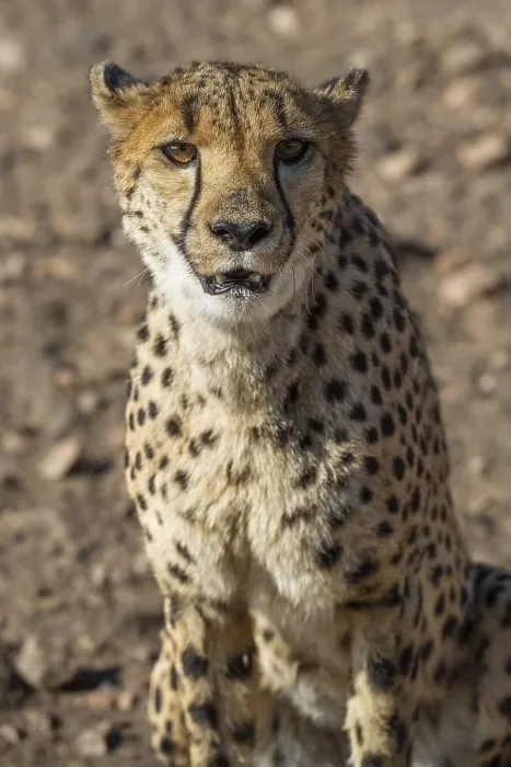 Framed Print : Cheetah (Acinonyx jubatus), Khomas Region, Namibia