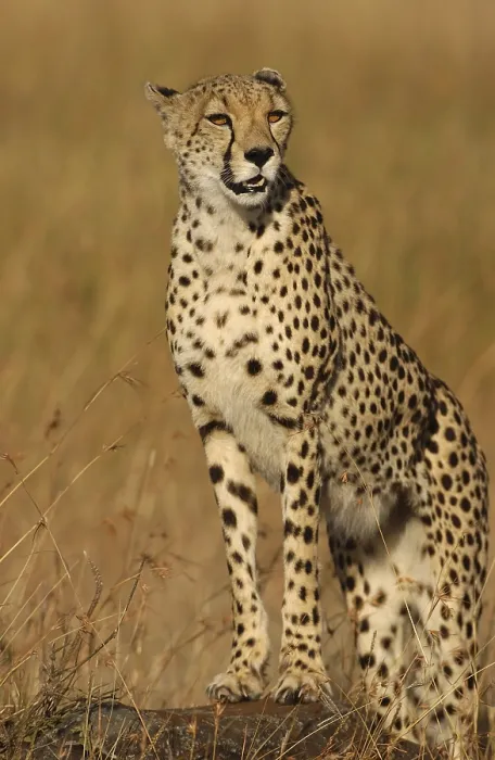 Framed Print : Cheetah (Acinonyx jubatus), on the lookout Framed Print : Cheetah (Acinonyx jubatus), on the lookout