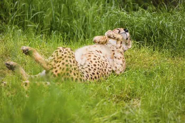 Framed Print : A cheetah (Acinonyx jubatus) is lying in the high green grass enjoying life
