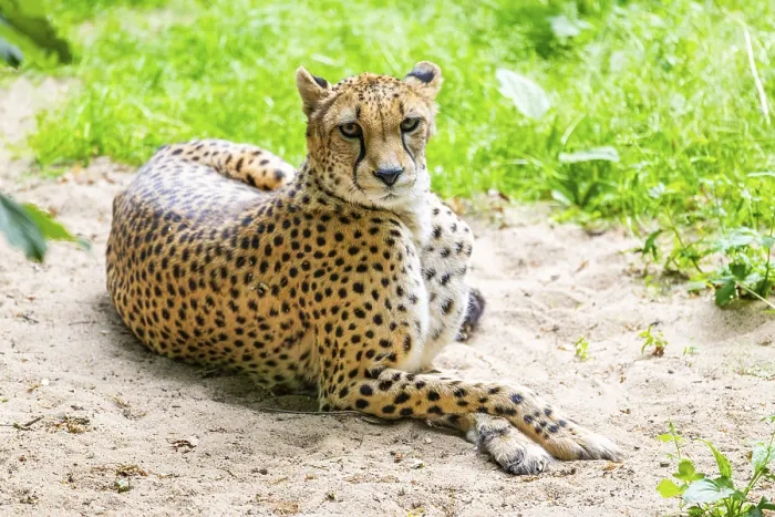 Framed Print : Cheetah (Acinonyx jubatus) lying ion the ground