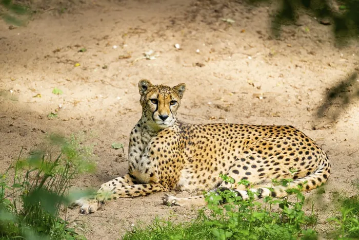 Framed Print : Cheetah (Acinonyx jubatus) lying ion the ground