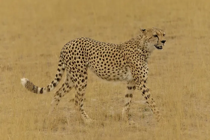 Framed Print : Cheetah (Acinonyx jubatus), male Framed Print : Cheetah (Acinonyx jubatus), male