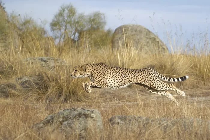Framed Print : Cheetah (Acinonyx jubatus) male jumping Framed Print : Cheetah (Acinonyx jubatus) male jumping