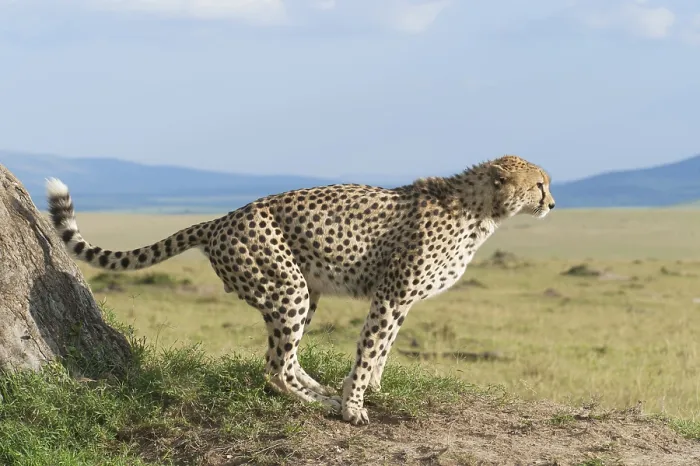 Framed Print : Cheetah (Acinonyx jubatus) marking a tree