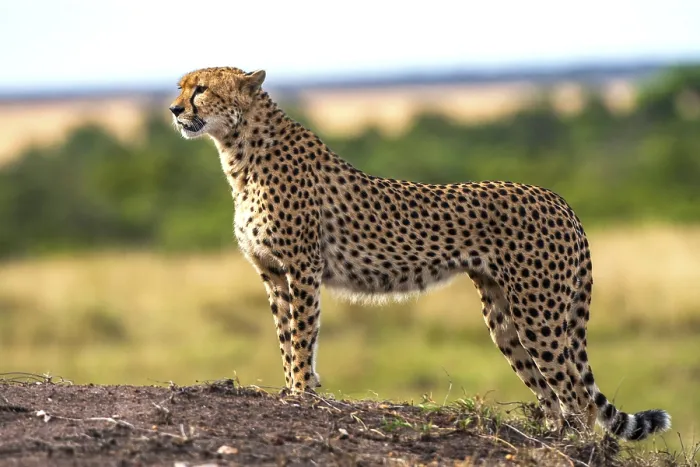 Framed Print : Cheetah (Acinonyx jubatus), Masai Mara National Park