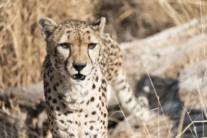 Framed Print : Cheetah (Acinonyx jubatus), Namibia, Africa Framed Print : Cheetah (Acinonyx jubatus), Namibia, Africa